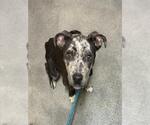 Small Mutt