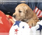 Small Photo #8 Goldendoodle Puppy For Sale in WACO, TX, USA