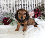Image preview for Ad Listing. Nickname: Gracie