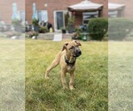 Small #3 Mastiff Mix