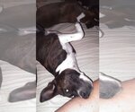 Small #3 American Pit Bull Terrier-American Staffordshire Terrier Mix