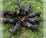 Small #2 German Shepherd Dog-Treeing Walker Coonhound Mix