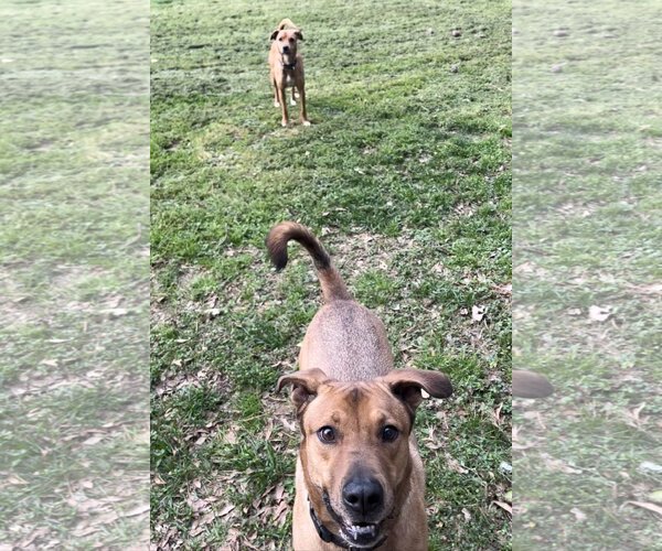 Medium Photo #2 Mutt Puppy For Sale in Acworth, GA, USA