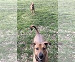 Small #1 Mutt