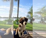 Small Photo #1 Australian Shepherd Puppy For Sale in ORLANDO, FL, USA