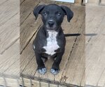 Small Photo #2 American Pit Bull Terrier-Black Mouth Cur Mix Puppy For Sale in Bolivar, MO, USA