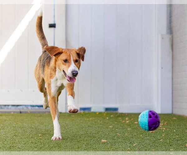 Medium Photo #3 Mutt Puppy For Sale in Canton, CT, USA