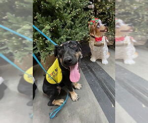 SCHWARTZ - Male Doberman Pinscher-Staffordshire Bull Terrier Mix Dog for Adoption - Photo #5
