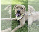 Small #3 Golden Retriever Mix
