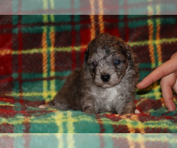 Medium Photo #1 Poodle (Toy) Puppy For Sale in DYERSBURG, TN, USA