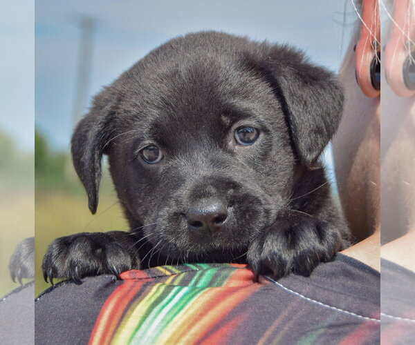 Medium Photo #6 American Bulldog-Chocolate Labrador retriever Mix Puppy For Sale in Huntley, IL, USA
