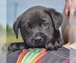 Small #5 American Bulldog-Chocolate Labrador retriever Mix