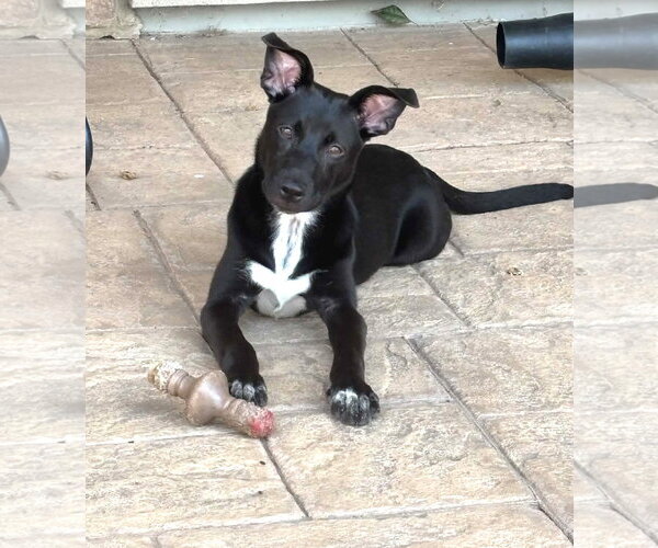 Medium Photo #5 Chihuahua-Unknown Mix Puppy For Sale in MECHANICSBURG, PA, USA