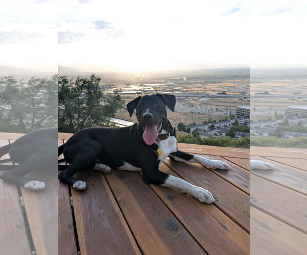 Medium Photo #1 Labrador Retriever-Unknown Mix Puppy For Sale in Sandy, UT, USA