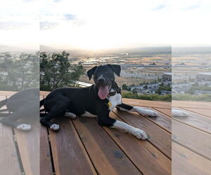 Labrador Retriever-Unknown Mix Dogs for adoption in Sandy, UT, USA