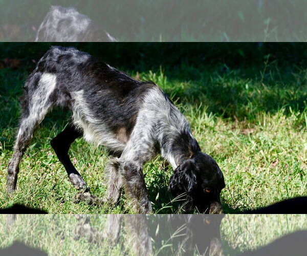 Medium Photo #2 - Mix Puppy For Sale in Sparta, TN, USA