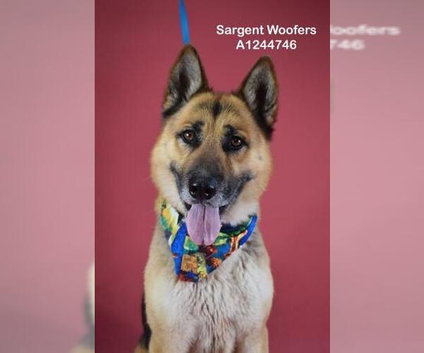 Medium Photo #1 German Shepherd Dog Puppy For Sale in Bakersfield, CA, USA