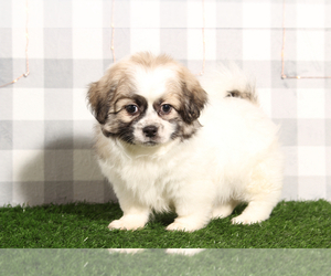 Zuchon Puppy for sale in MARIETTA, GA, USA
