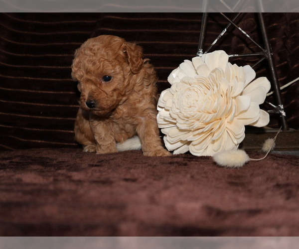 Medium Photo #5 Poodle (Toy) Puppy For Sale in GIRARD, KS, USA