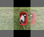 Small #1 Pomapoo (Toy)