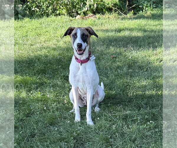 Medium Photo #5 Rat Terrier-Unknown Mix Puppy For Sale in Boston, MA, USA