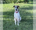 Small #4 Rat Terrier Mix