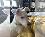 Small #4 Labrador Retriever Mix