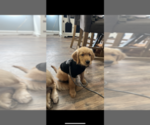 Small Photo #15 Golden Retriever Puppy For Sale in WARWICK, RI, USA