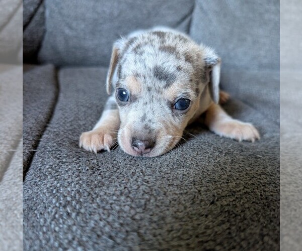 Medium Photo #18 Chiweenie Puppy For Sale in CAMANO ISLAND, WA, USA