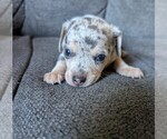 Puppy Gus gus Chiweenie