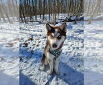 Small #2 Siberian Husky