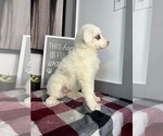 Small Photo #2 Australian Shepherd Puppy For Sale in FRANKLIN, IN, USA