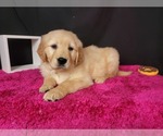 Puppy 1 Golden Retriever