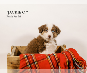 Australian Shepherd Puppy for sale in LA RUE, OH, USA