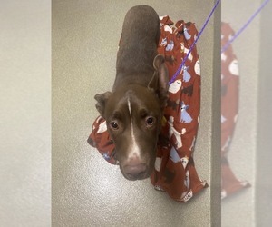 Rhodesian Ridgeback-Unknown Mix Dogs for adoption in Las Vegas, NV, USA