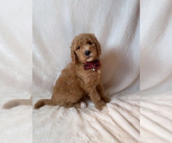 Medium Photo #2 Goldendoodle Puppy For Sale in CHESNEE, SC, USA