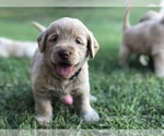 Small #31 Labradoodle
