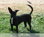 Small #9 Chihuahua