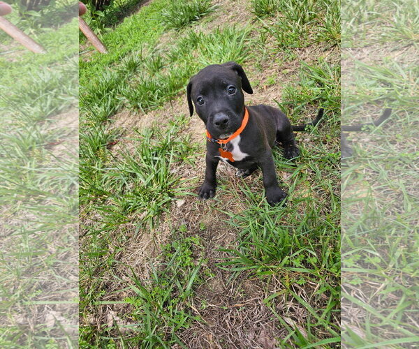 Medium Photo #10 American Staffordshire Terrier-Unknown Mix Puppy For Sale in Holly Springs, NC, USA