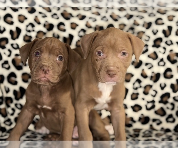 Medium Photo #12 American Pit Bull Terrier Puppy For Sale in DETROIT, MI, USA