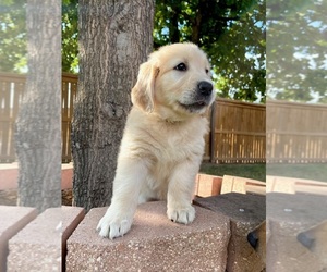English Cream Golden Retriever Puppy for sale in SAN ANTONIO, TX, USA