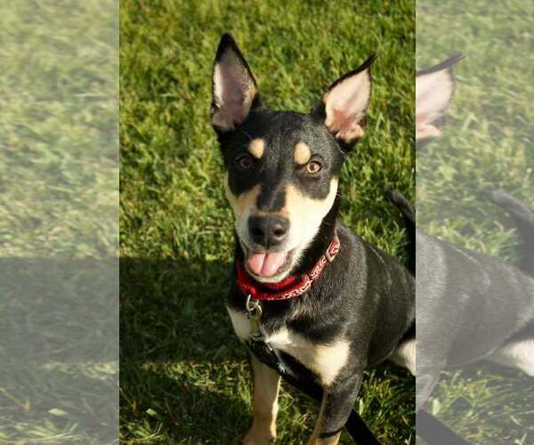 Medium Photo #3 Mutt Puppy For Sale in Pottstown, PA, USA