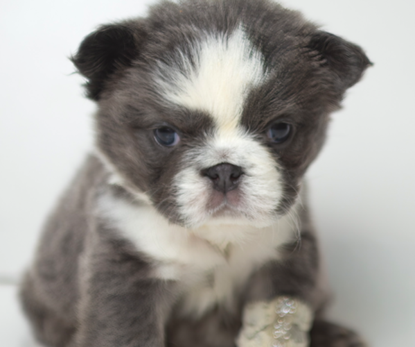 Medium Photo #1 French Bulldog Puppy For Sale in HILLSBOROUGH, NJ, USA