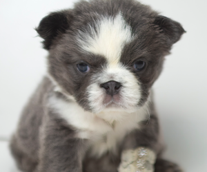 Medium French Bulldog