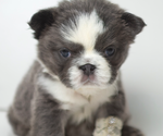 Puppy Panda Female French Bulldog