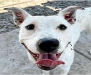 Dalmatian-Unknown Mix Dogs for adoption in Lodi, CA, USA