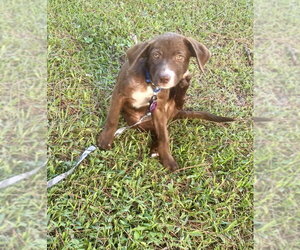 Labrador Retriever-Unknown Mix Dogs for adoption in Royal Palm Beach, FL, USA