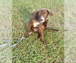 Small Labrador Retriever Mix