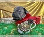 Small Photo #82 French Bulldog Puppy For Sale in HAYWARD, CA, USA