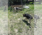 Small Photo #5 German Shepherd Dog Puppy For Sale in MONUMENT, CO, USA